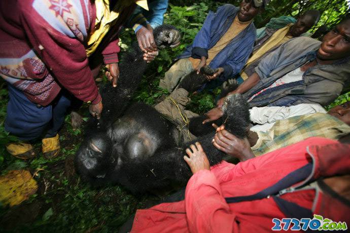 点击大图看下一张：大猩猩被屠的残忍场面