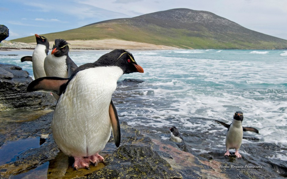 点击大图看下一张：可爱南极小企鹅图片特写