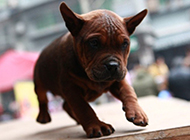 川东猎犬幼犬蹒跚学步图片
