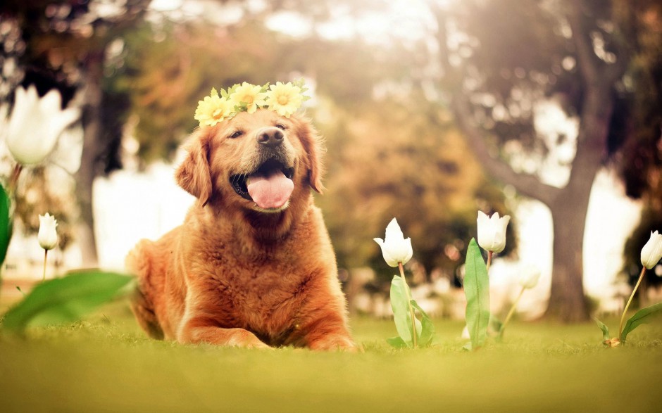 点击大图看下一张：搞笑可爱的狗狗微笑图片