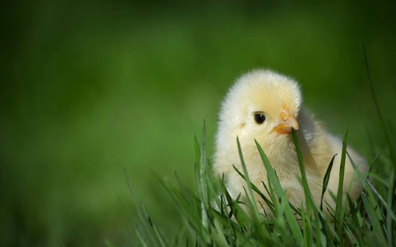 点击大图看下一张：可爱毛绒绒的小鸡高清图片