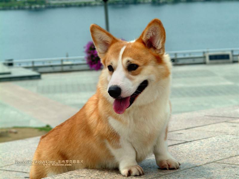 点击大图看下一张：招人喜爱的彭布罗克威尔士柯基犬高清图片