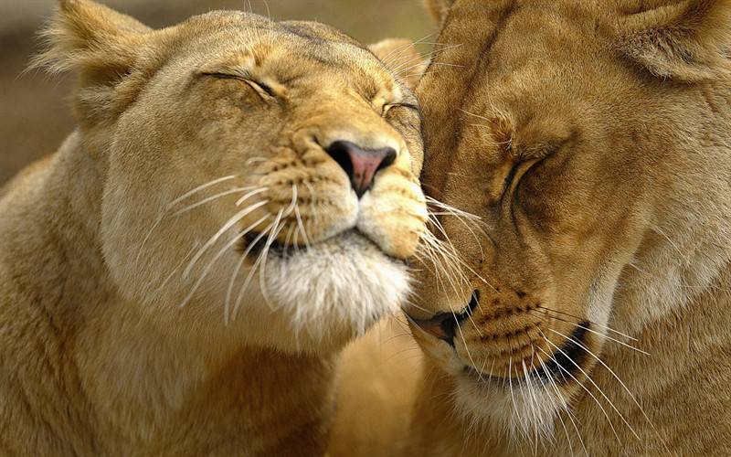 点击大图看下一张：狮子老虎野生动物亲情甜蜜瞬间