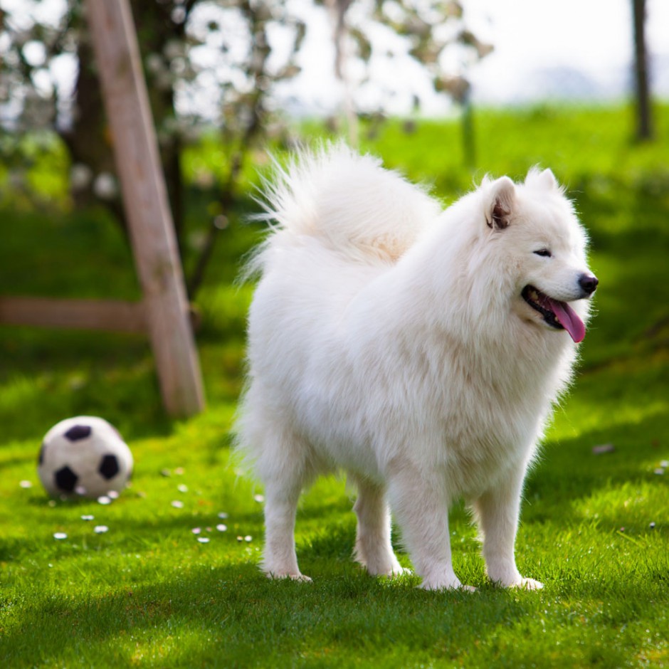 点击大图看下一张：白色萨摩耶犬草地运动写真图片