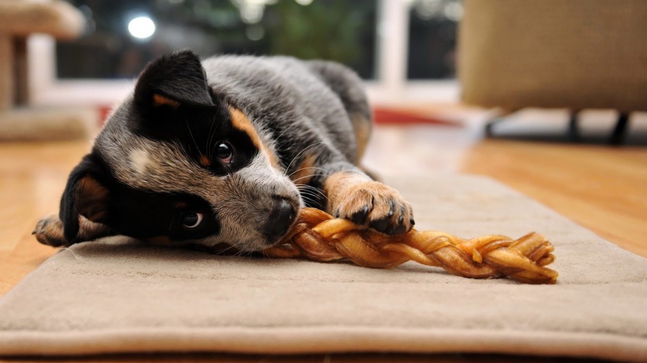 点击大图看下一张：宠物狗狗澳洲牧牛犬图片集锦