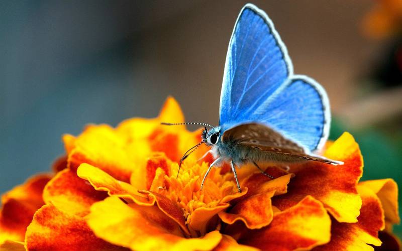 点击大图看下一张：生动精灵蝴蝶唯美高清拍摄