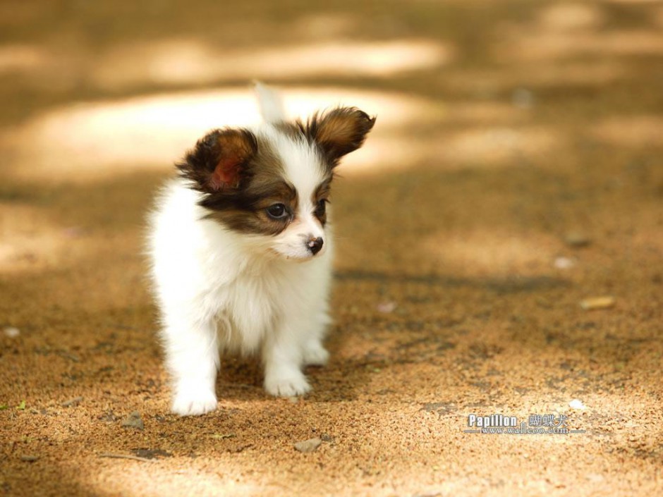 点击大图看下一张：可爱萌宠蝴蝶犬幼犬图片