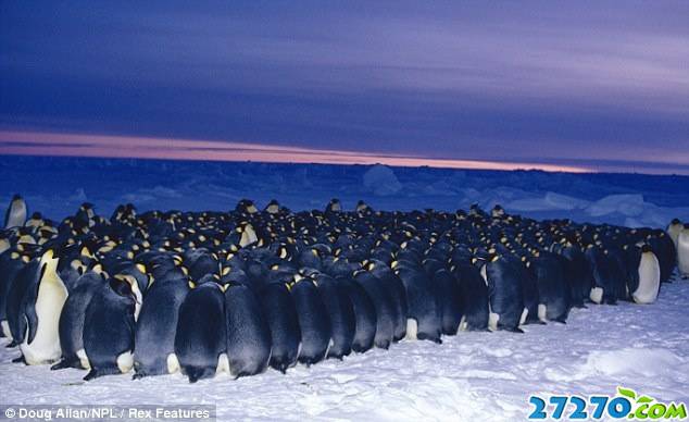 点击大图看下一张：冰冻极地罕见画面：豹海豹杀害企鹅
