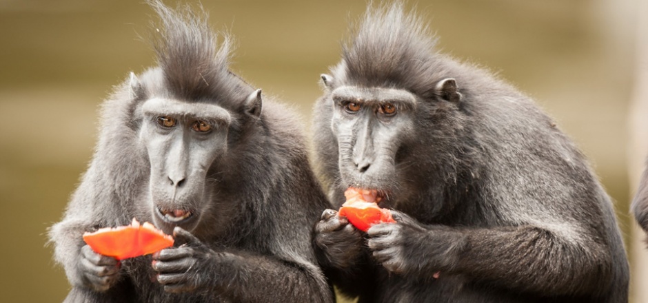 点击大图看下一张：两只萌萌的猴子高清图片