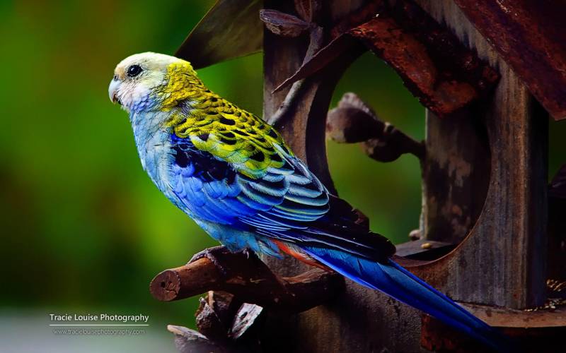 点击大图看下一张：羽毛艳丽的小鸟清新自然高清图集