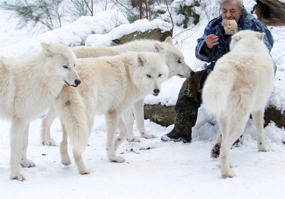 点击大图看下一张：雪地里可爱的北极狼高清图片