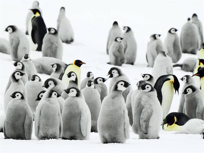 点击大图看下一张：企鹅小鸟高清野生动物图片合集