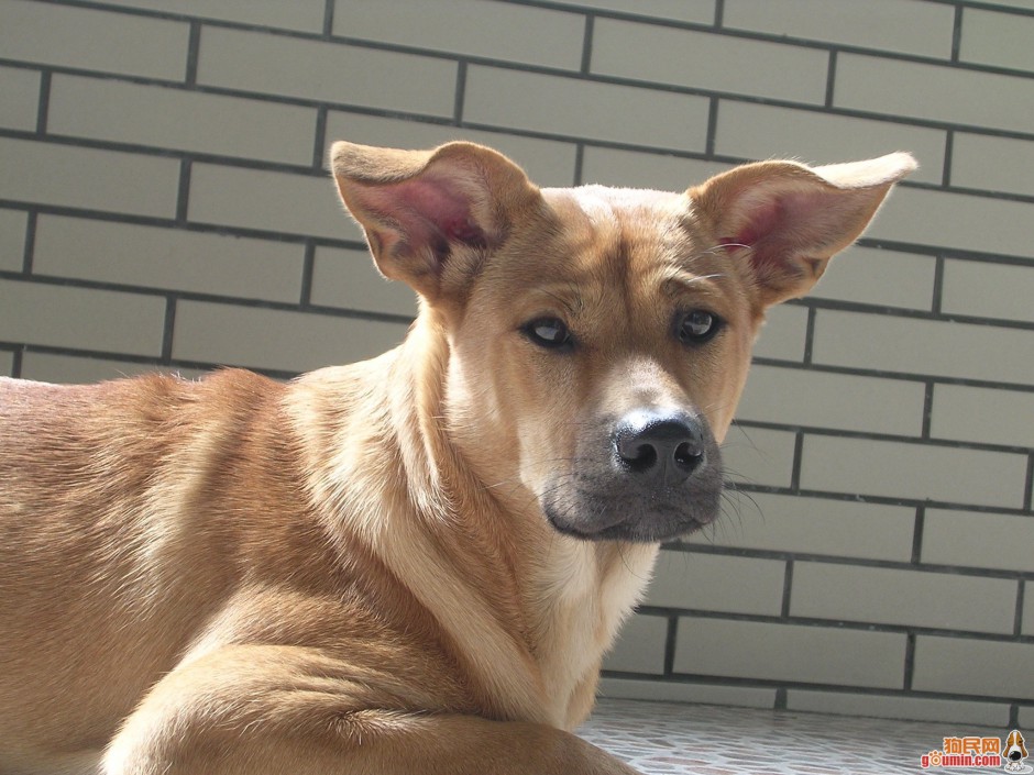 点击大图看下一张:中华田园犬可爱幼狗图片