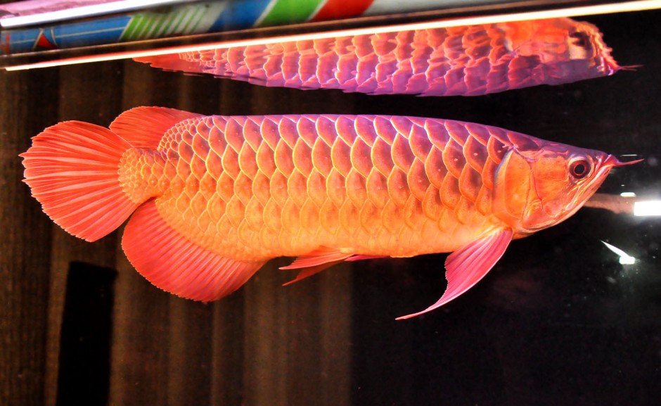 点击大图看下一张：马来西亚红龙鱼图片欣赏