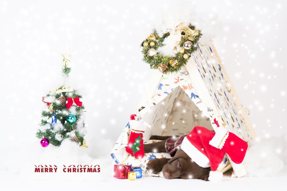 点击大图看下一张：可爱拉布拉多犬圣诞主题摄影图片