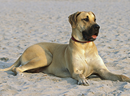 大丹犬沙滩慵懒歇息图片