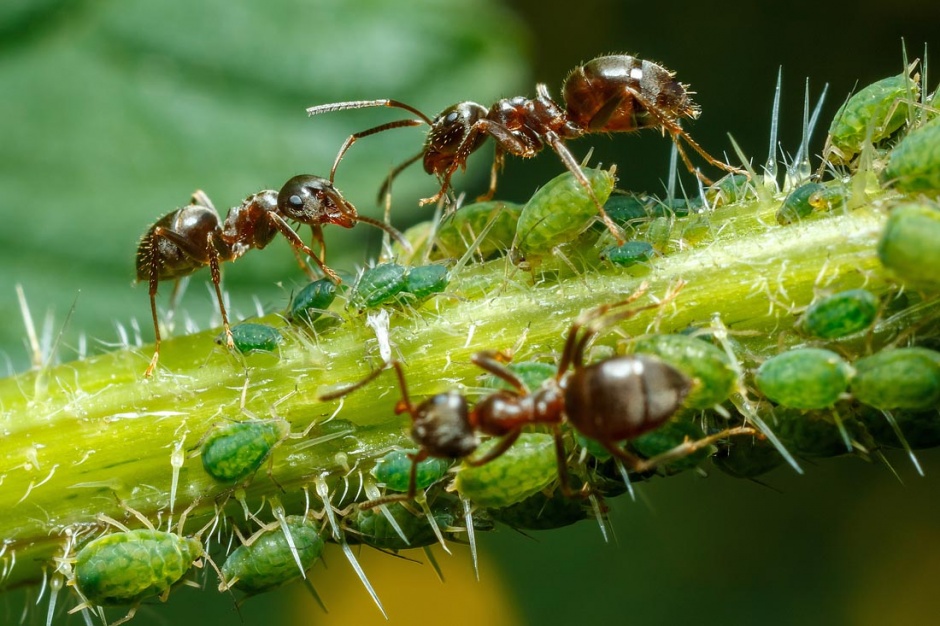 点击大图看下一张：可爱的小昆虫蚂蚁摄影图片