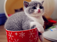 可爱的茶杯猫萌宠图片大全