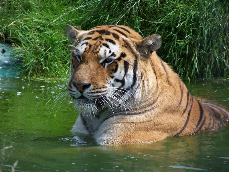点击大图看下一张：老虎狮子野生食肉动物图片合集