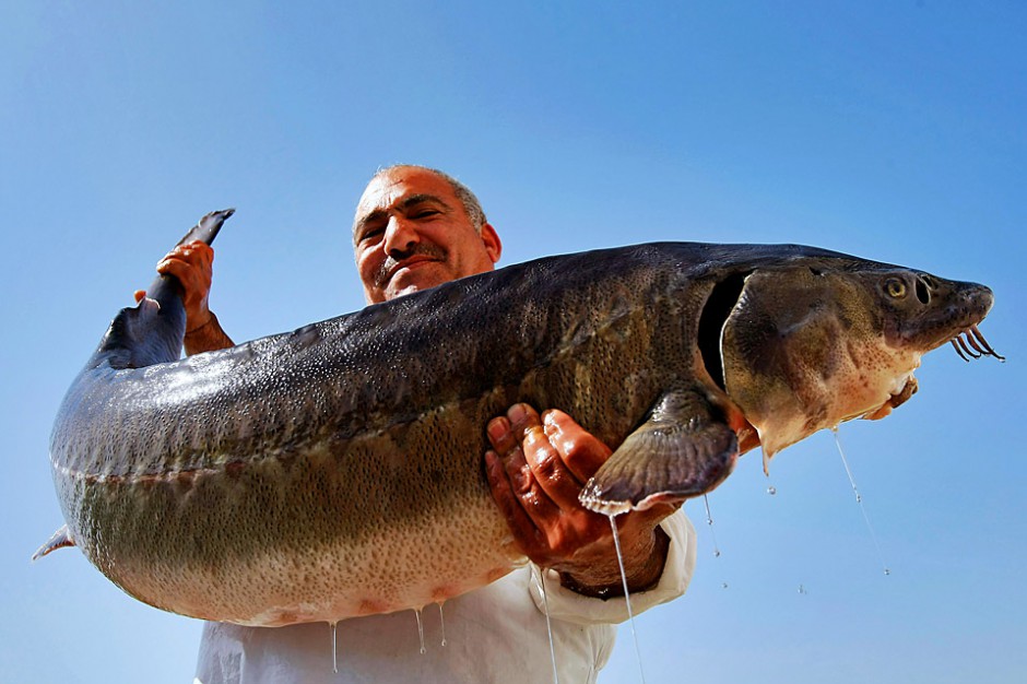 点击大图看下一张:捕获的巨型鲟鱼图片