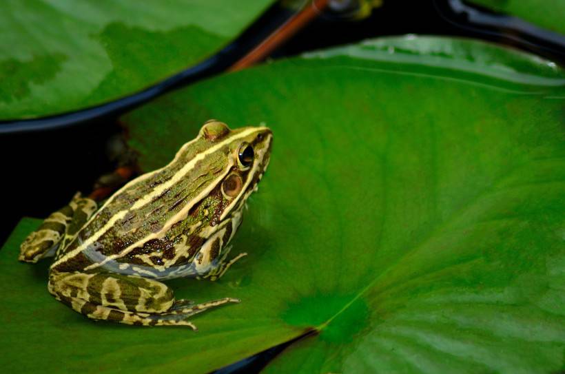 点击大图看下一张：荷塘可爱的小青蛙图片