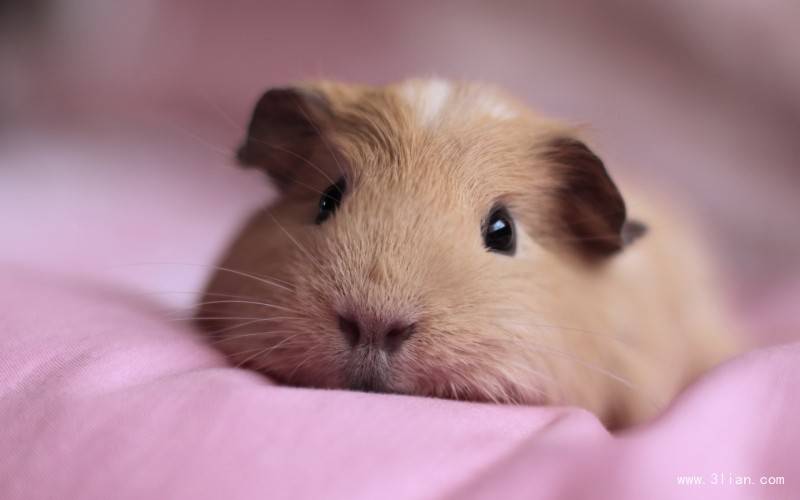 点击大图看下一张：可爱超萌的小豚鼠高清图片