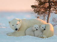 冬天雪地里可爱的北极熊图片