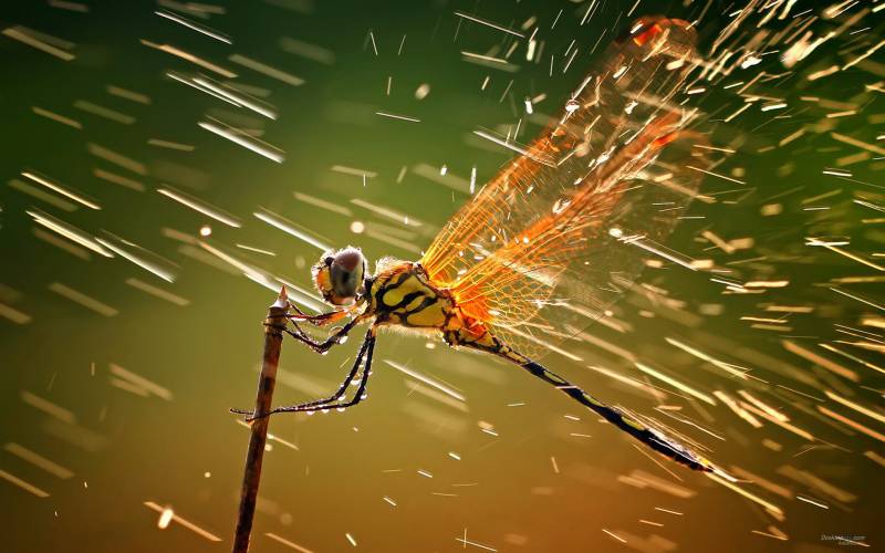 点击大图看下一张：自然界精灵红蜻蜓栖息枝头美景