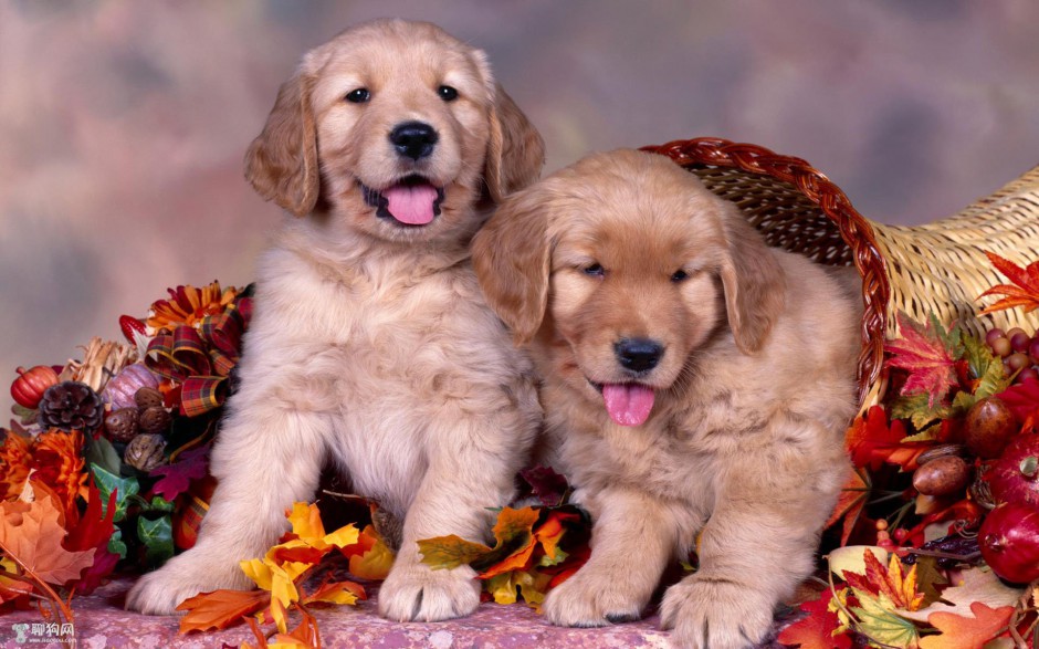 点击大图看下一张:两只金毛狗小时候图片壁纸