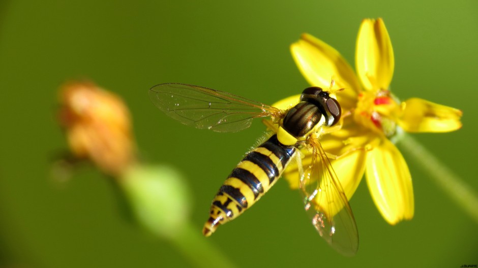 点击大图看下一张：小蜜蜂图片昆虫与鲜花高清特写壁纸