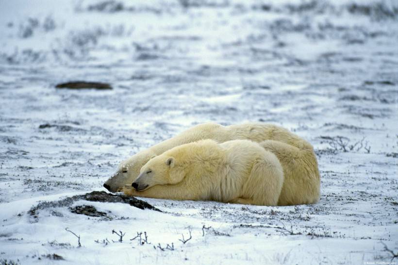 点击大图看下一张：网友提供实拍北极熊图片