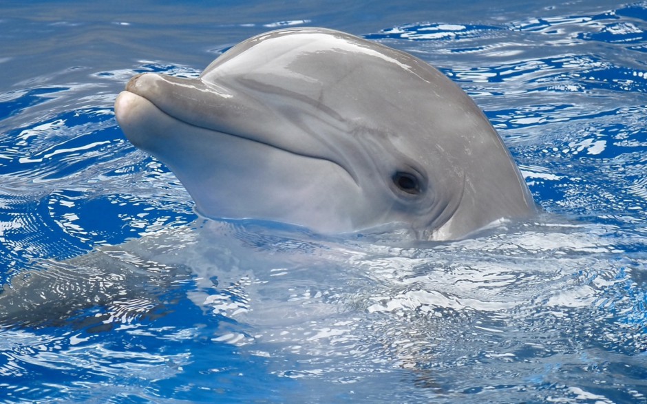点击大图看下一张：可爱海豚海面飞跃图片大全