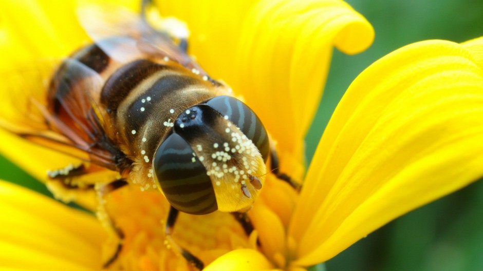 点击大图看下一张：勤劳的小蜜蜂微距摄影图片