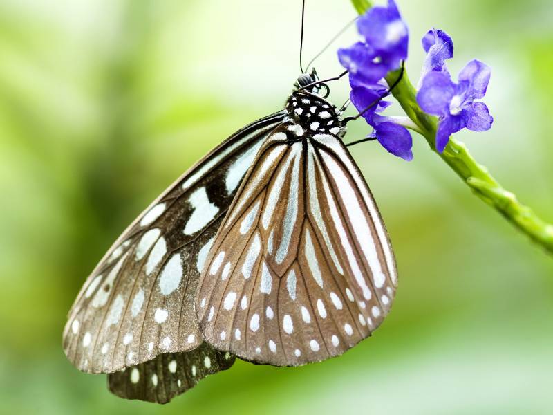 点击大图看下一张：美丽的蝴蝶图片壁纸