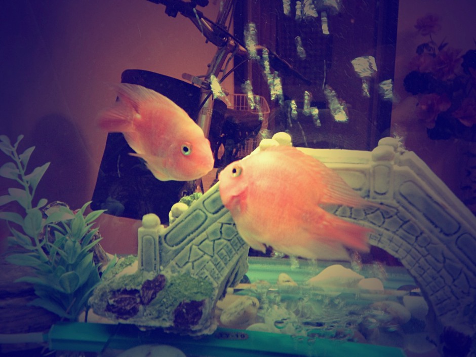 点击大图看下一张：鱼缸里的世界接吻鱼图片壁纸