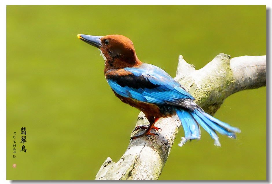 点击大图看下一张：奇特鸟类荆棘鸟的图片