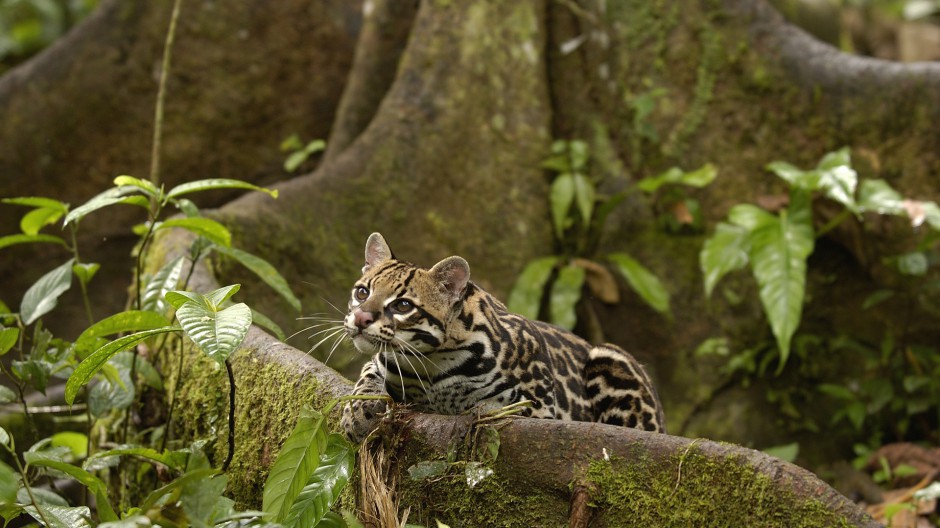 点击大图看下一张：黑色斑点的野生豹猫图片