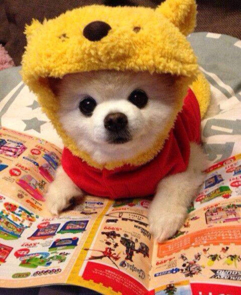 点击大图看下一张：博美系俊介犬可爱造型图片