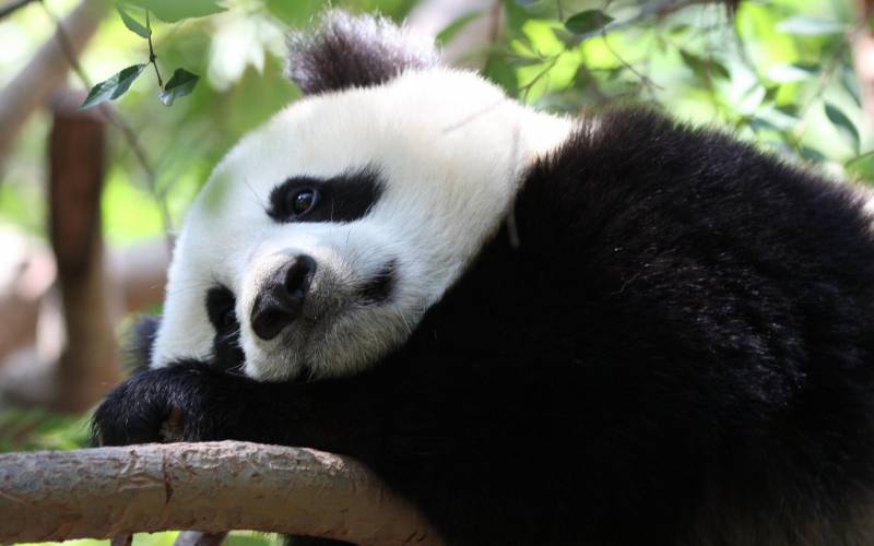 点击大图看下一张：唯美可爱的熊猫高清图片