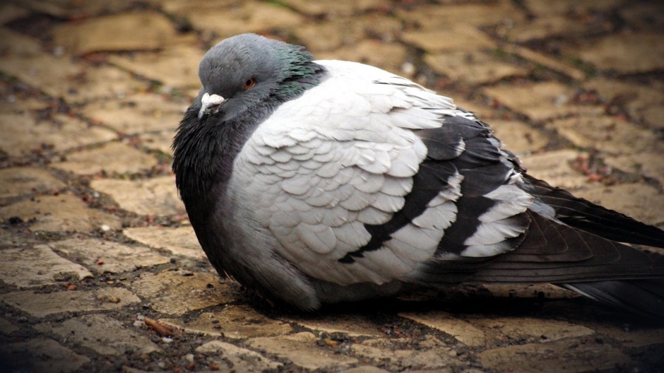 点击大图看下一张：羽翼饱满的浅灰色信鸽图片