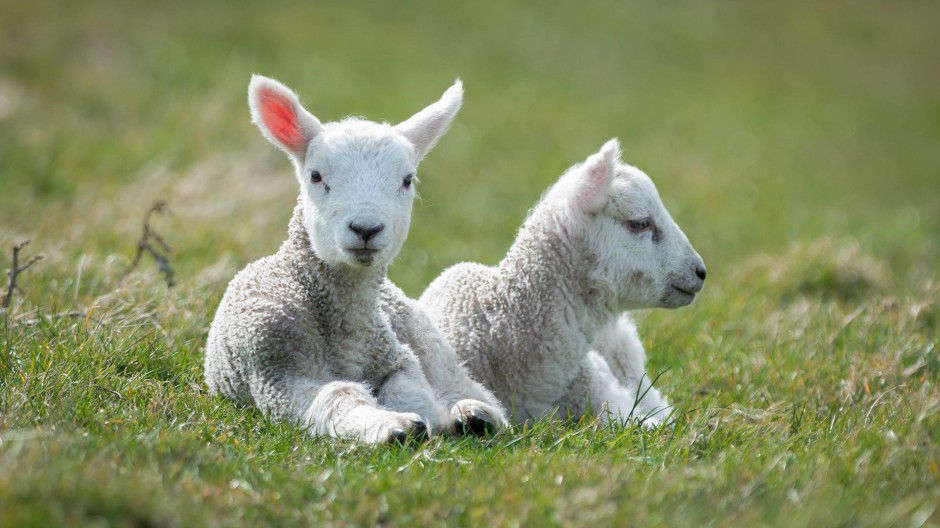 点击大图看下一张：温顺可爱的澳大利亚绵羊图片