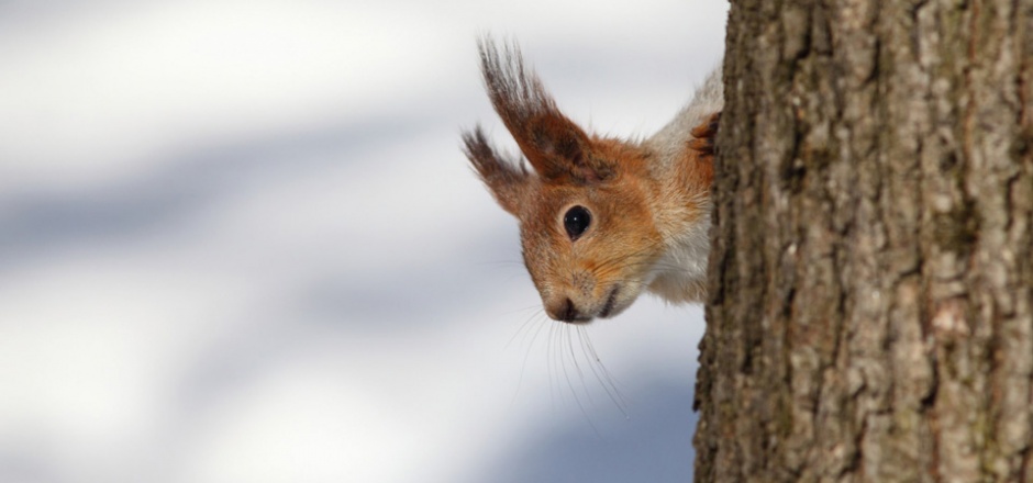 点击大图看下一张：可爱机灵的小松鼠摄影图片