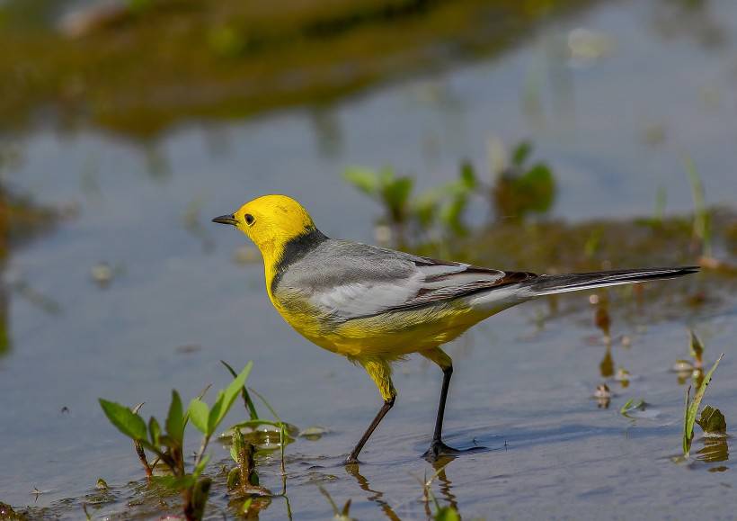点击大图看下一张：可爱的鸟类黄头鹡鸰图片
