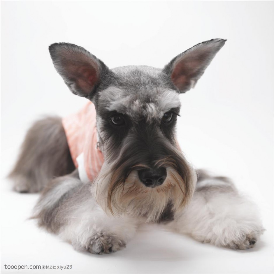 点击大图看下一张：毛发柔软的苏格兰梗犬图片
