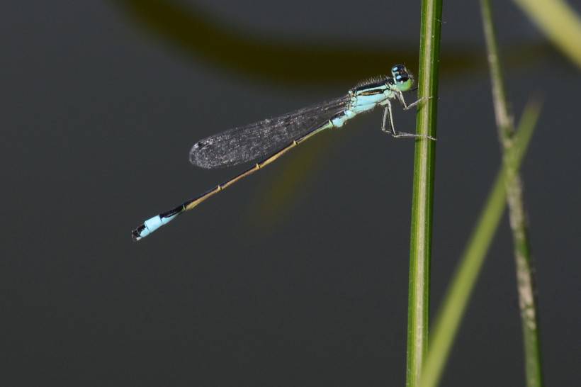 点击大图看下一张：小巧可爱的蓝豆娘蜻蜓点水图片