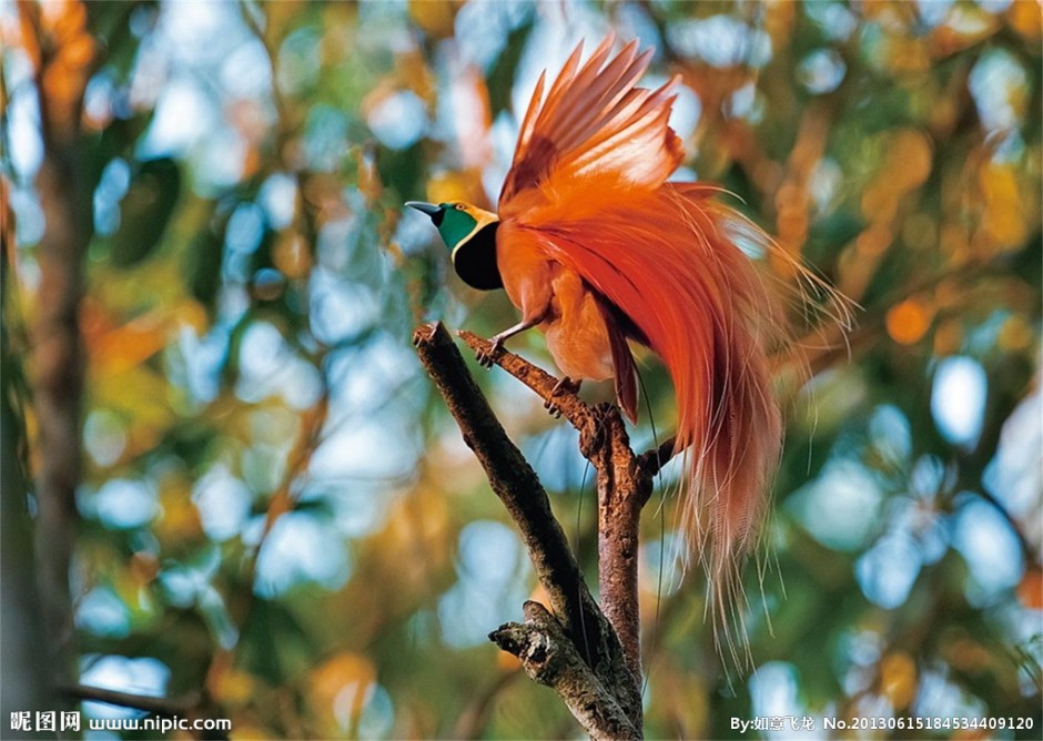 点击大图看下一张：色彩鲜艳的新几内亚极乐鸟图片