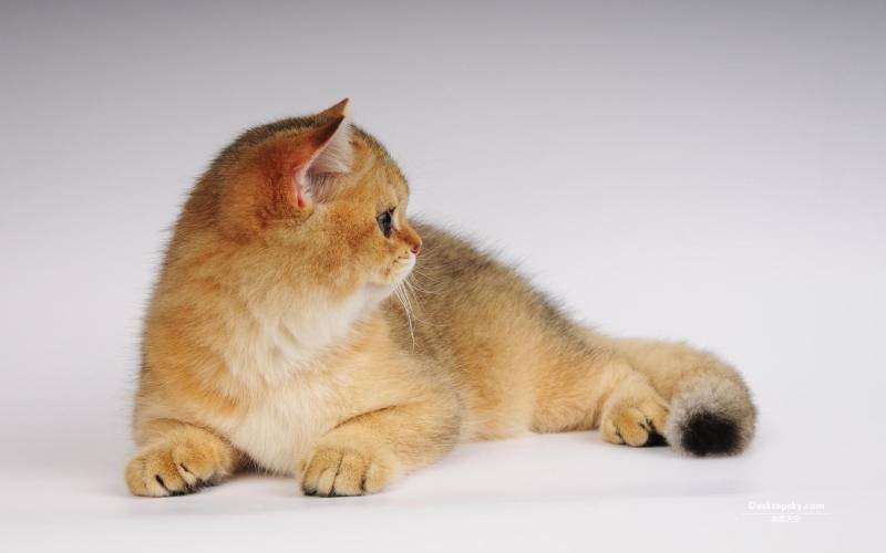 点击大图看下一张：体形圆胖的英国短毛猫高清组图