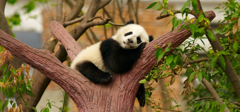 点击大图看下一张：在树枝上睡觉的熊猫图片