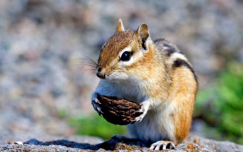 点击大图看下一张：可爱的小松鼠吃东西高清图片