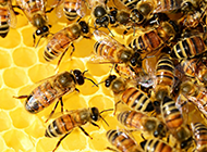 密密麻麻的蜜蜂蜂巢图片